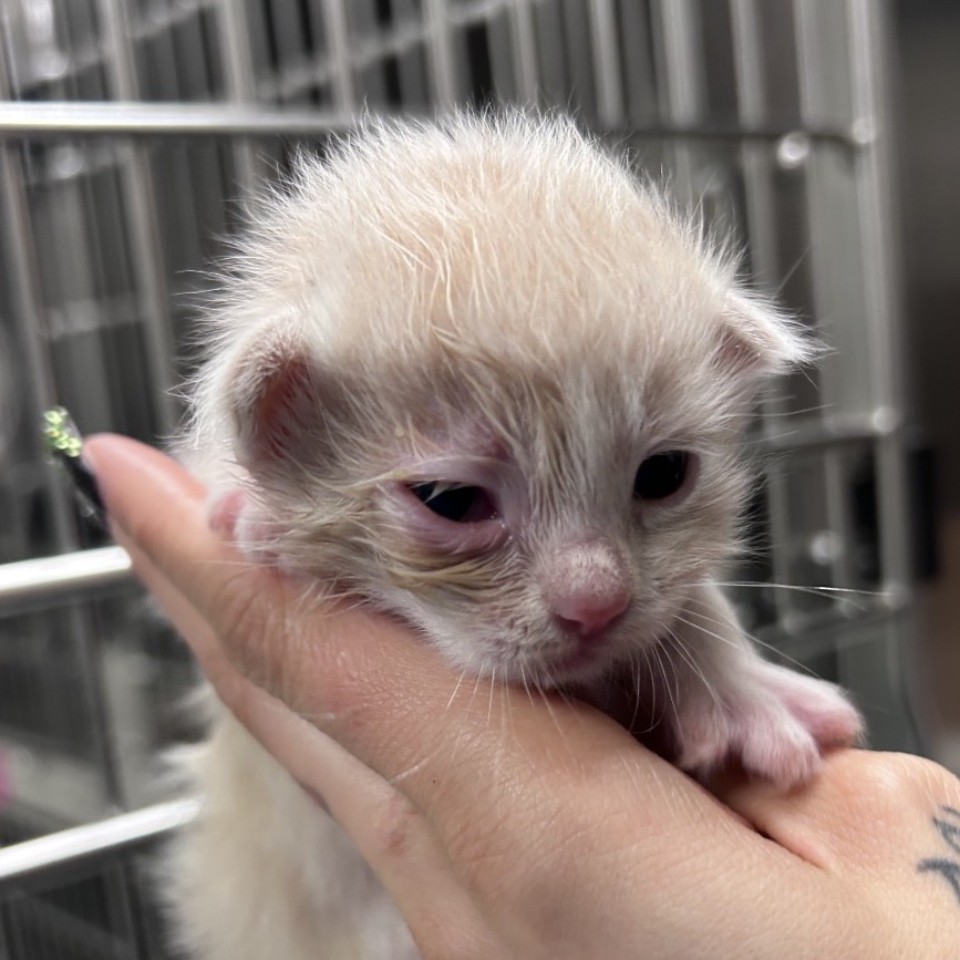 DEPUTY - Domestic Shorthair available for adoption