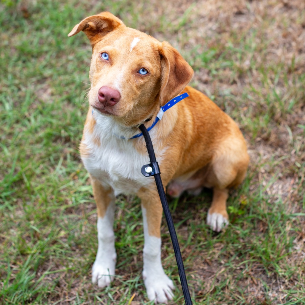 CRADLEY BOOPER - Shepherd, Australian / Collie available for adoption