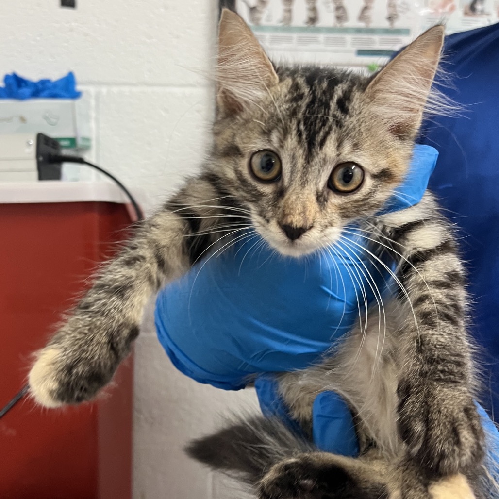 SUE STORM - Domestic Medium Hair available for adoption