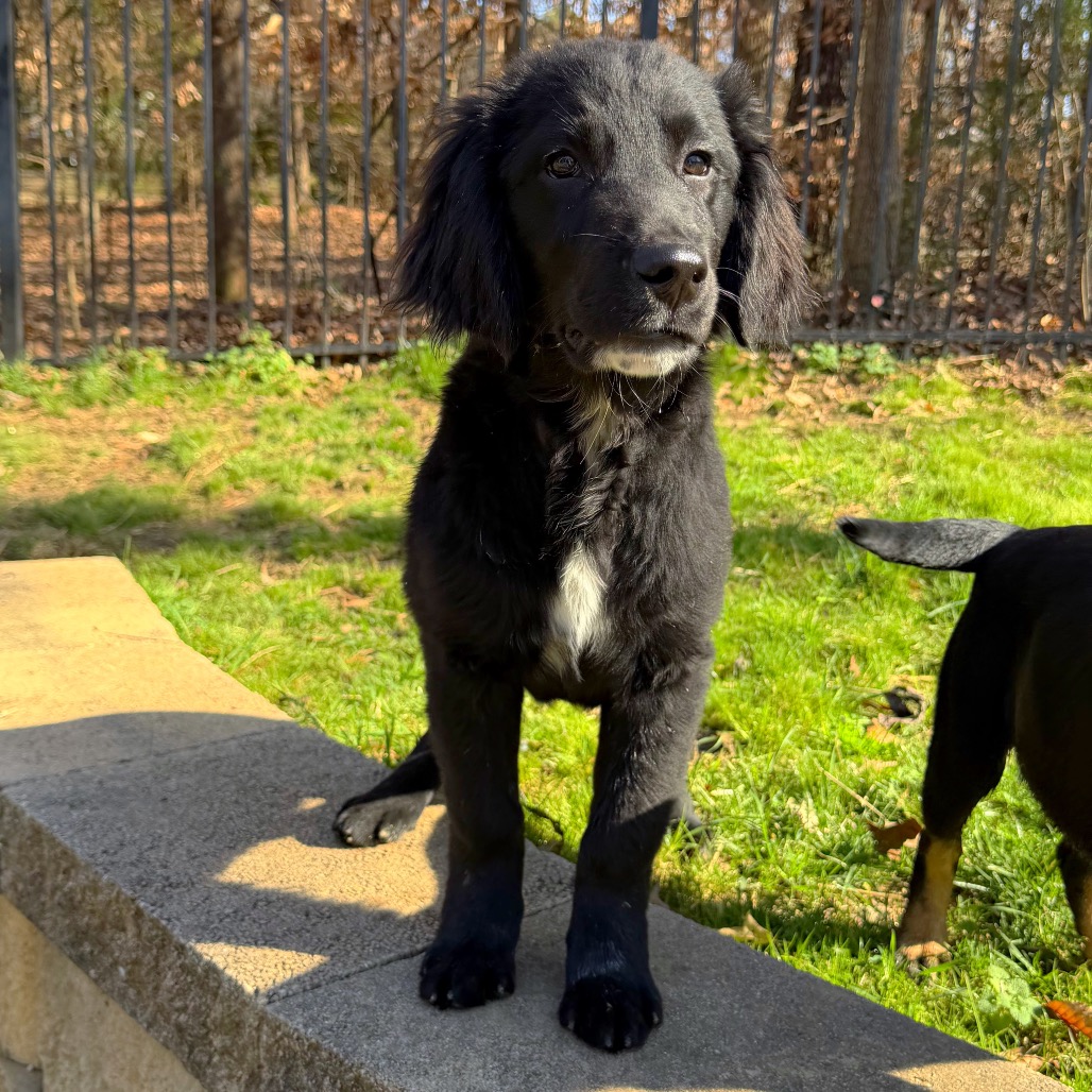 Rigby — thumbnail 3