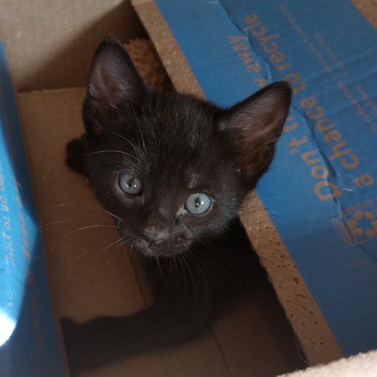 RAZZLE - Domestic Shorthair for adoption in Roswell