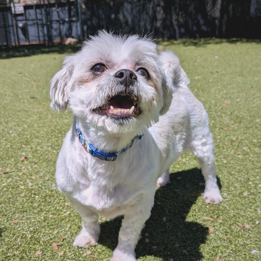 Wallace, adoptable senior Mixed Breed (Small)