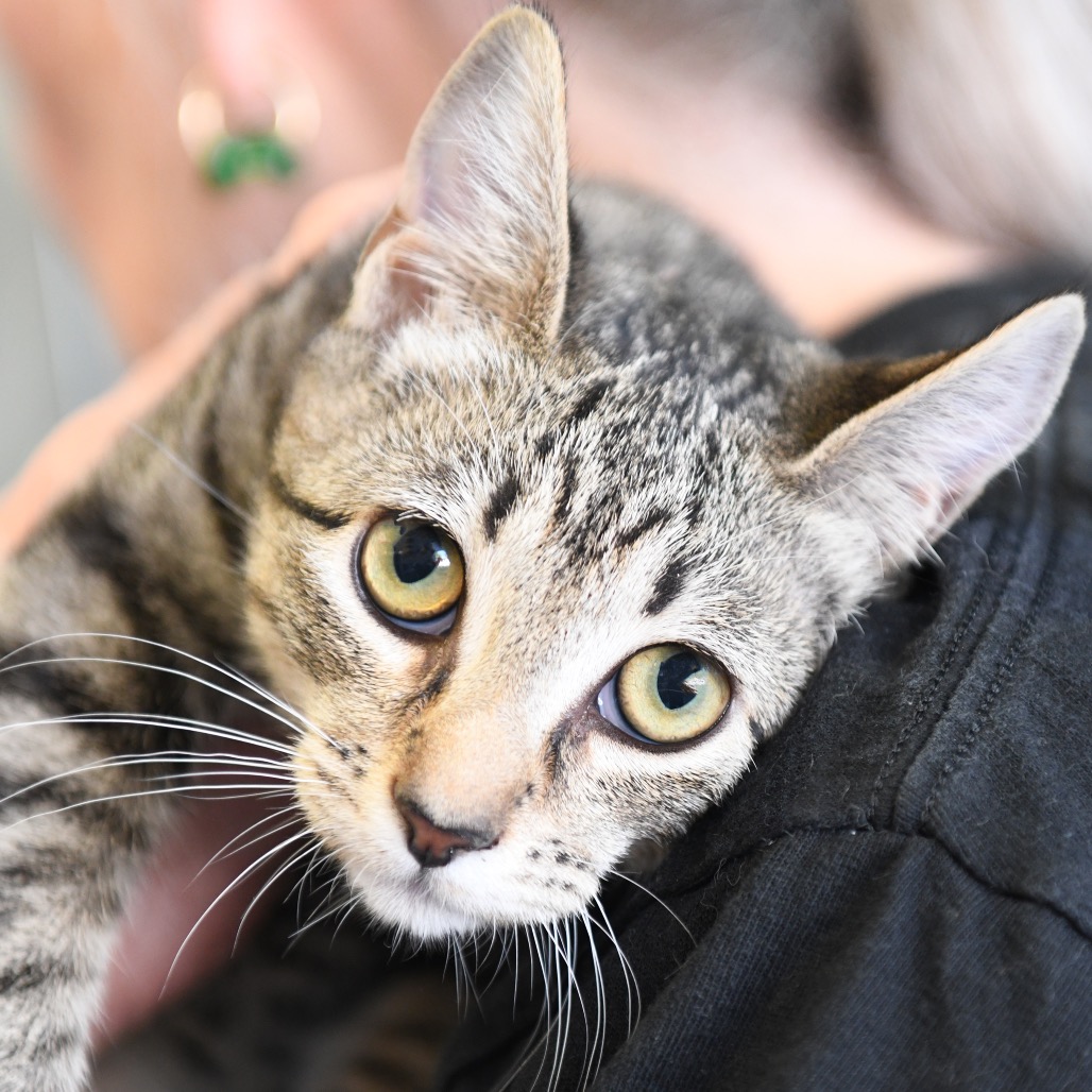 Moon - Domestic Shorthair