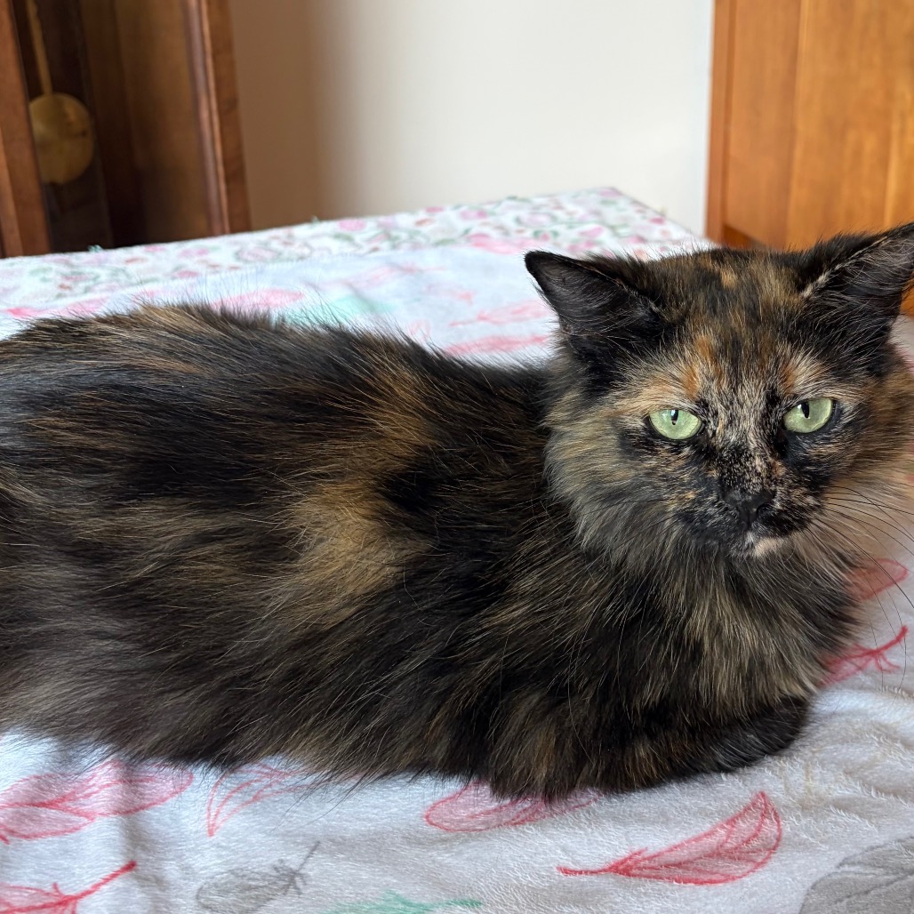 HONEYBUN - Domestic Medium Hair for adoption in Madison