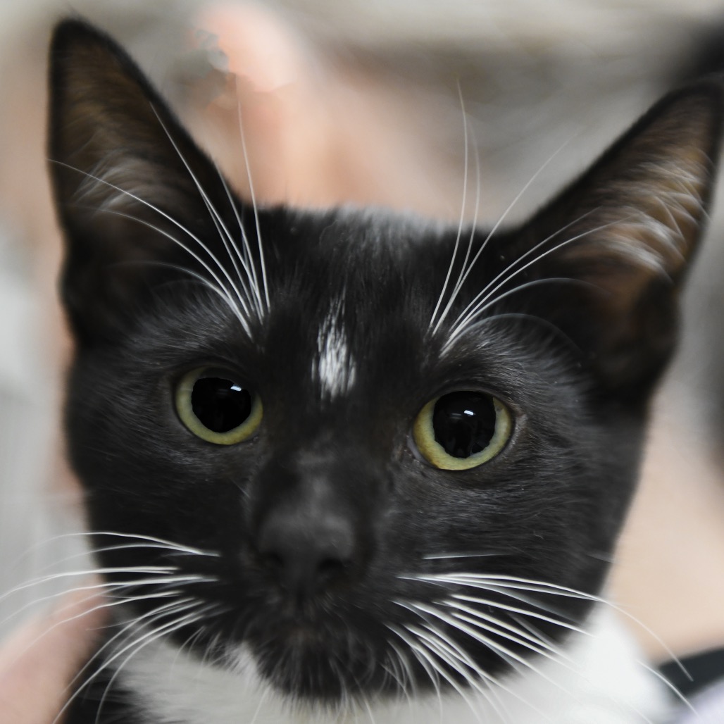 Delphox - Domestic Shorthair