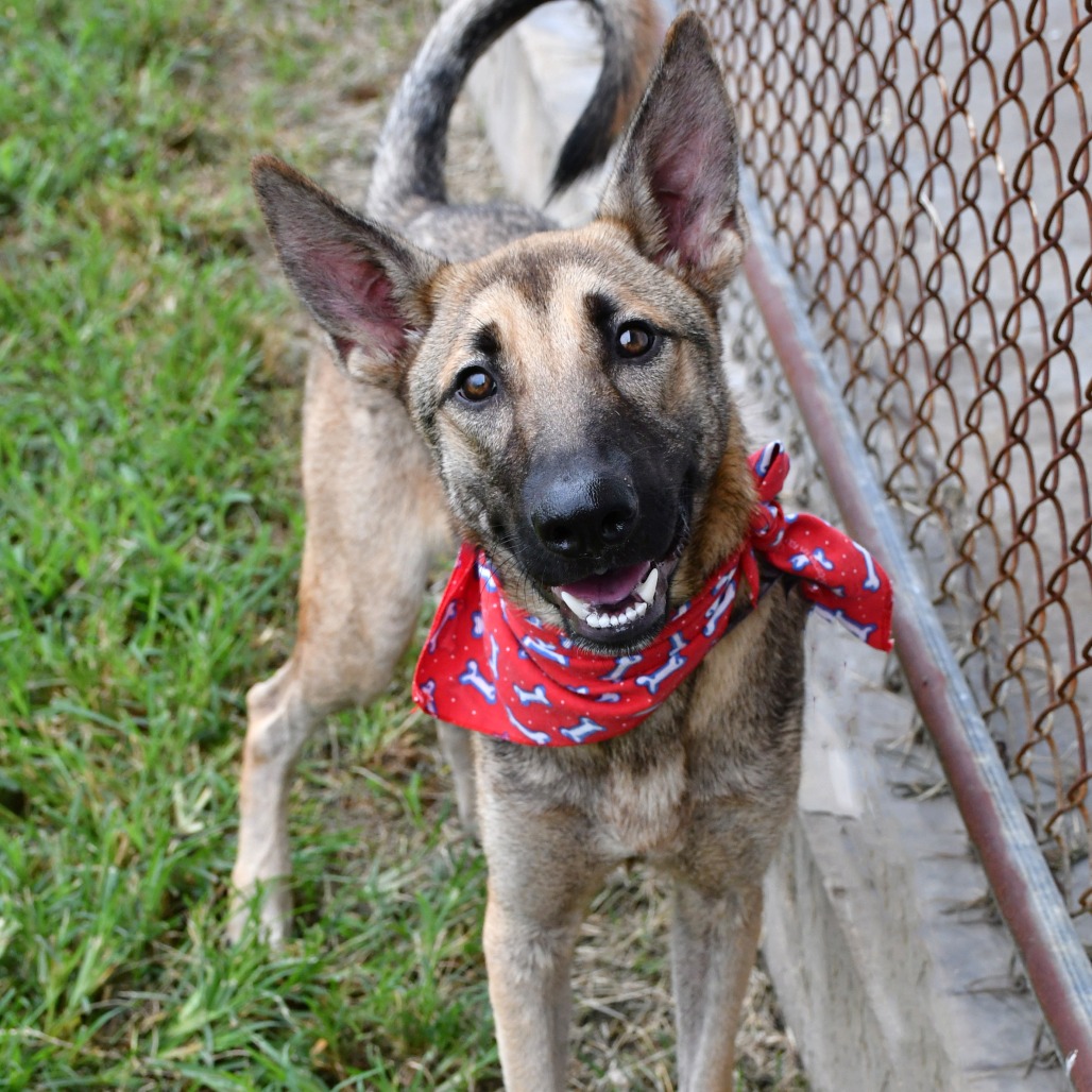 STUART - Malinois / Belgian for adoption in Beaumont