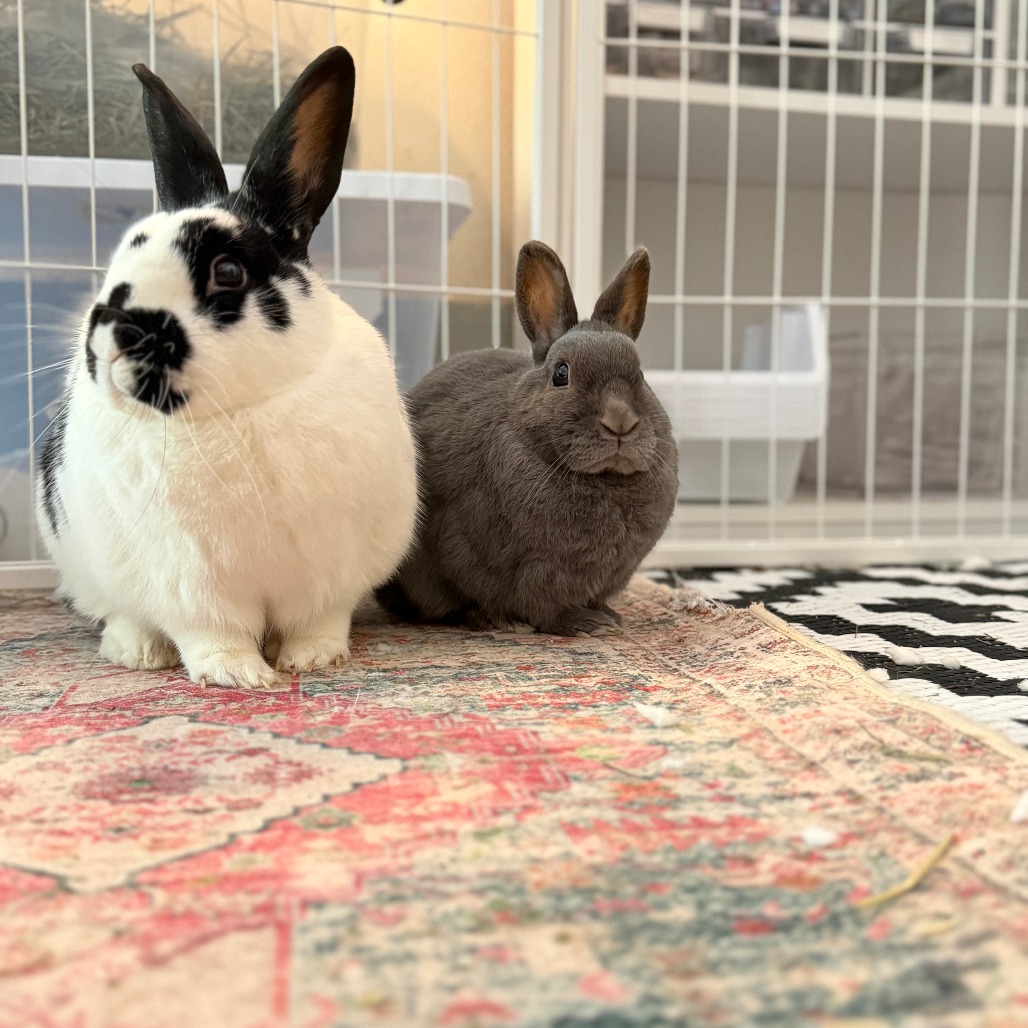 Nelly (bonded with Buns), photo 7