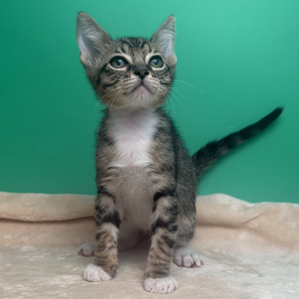 PLUM PUDDIN - Domestic Shorthair available for adoption