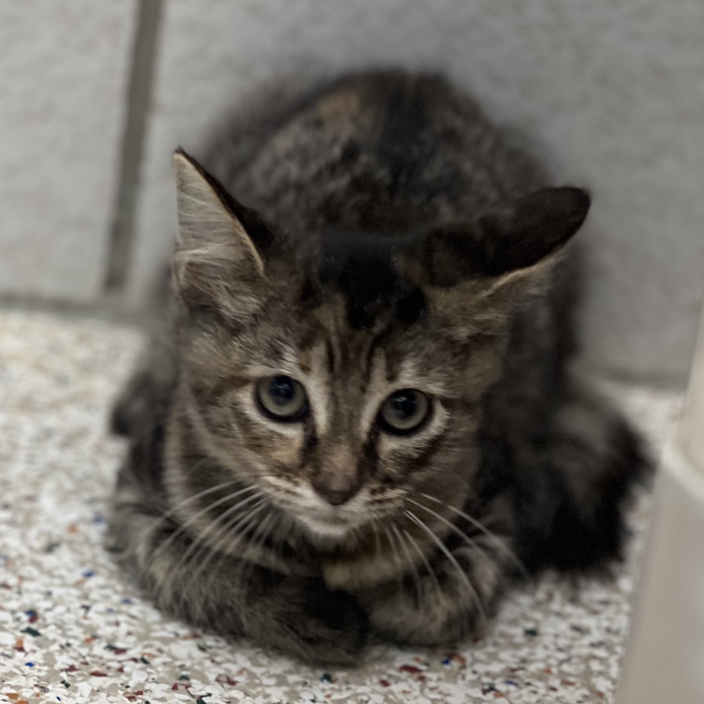 HULA (663588) - Domestic Medium Hair available for adoption