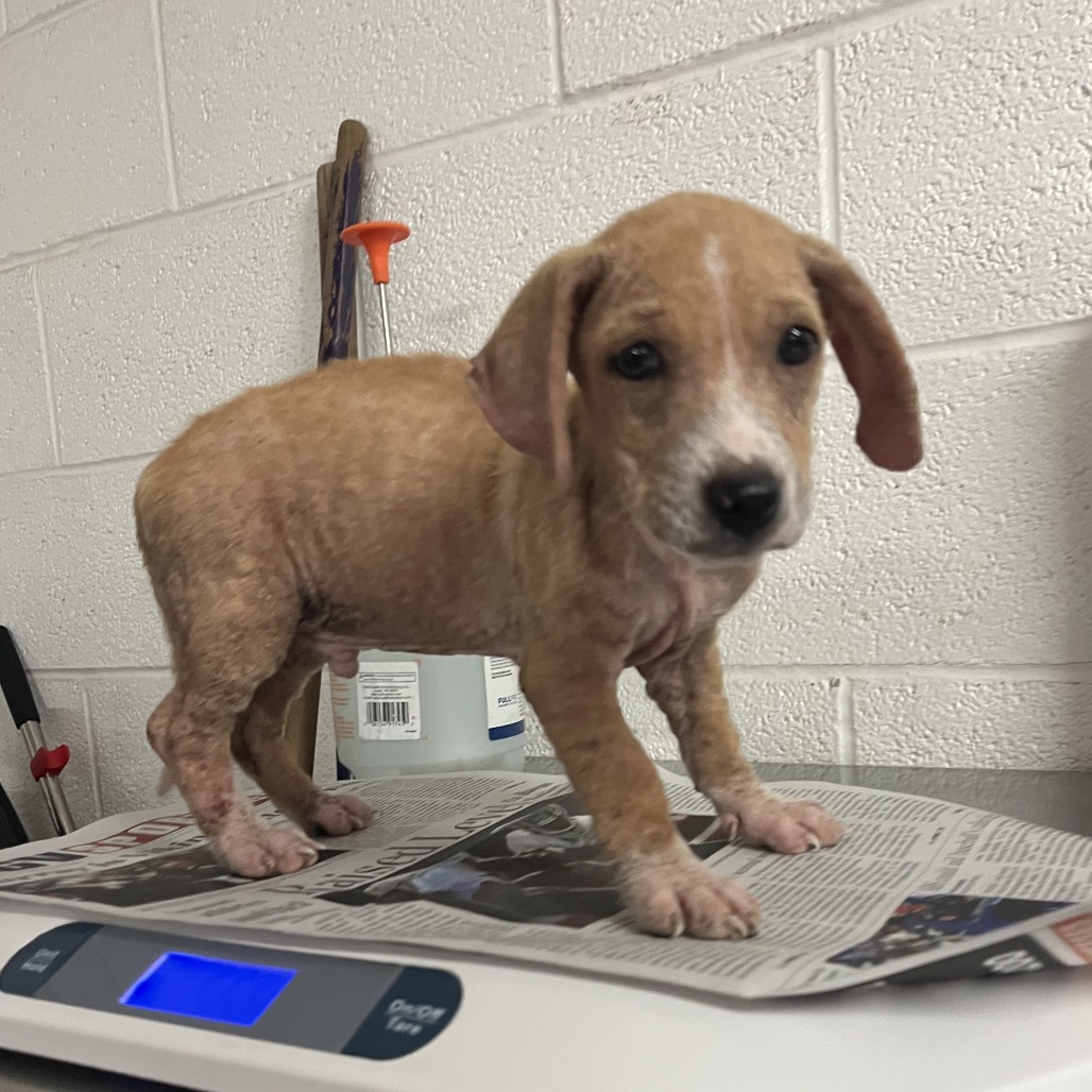 FERRET - Terrier available for adoption