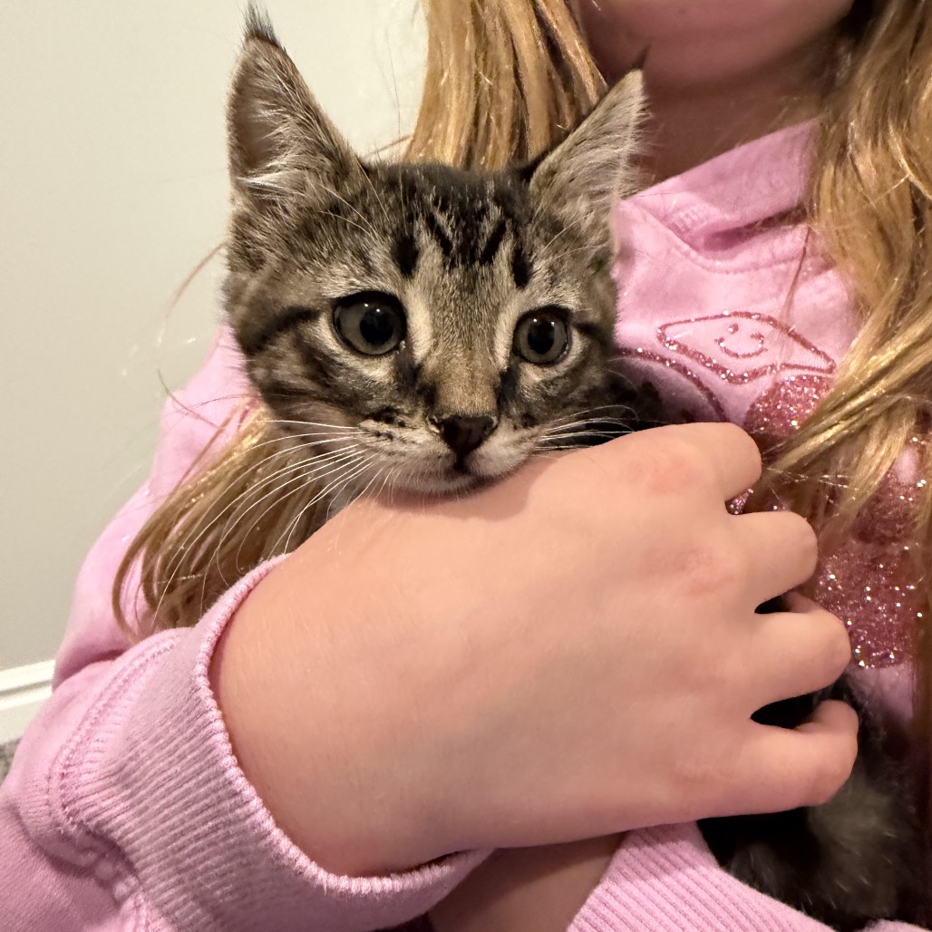 BRUNO - Domestic Shorthair available for adoption