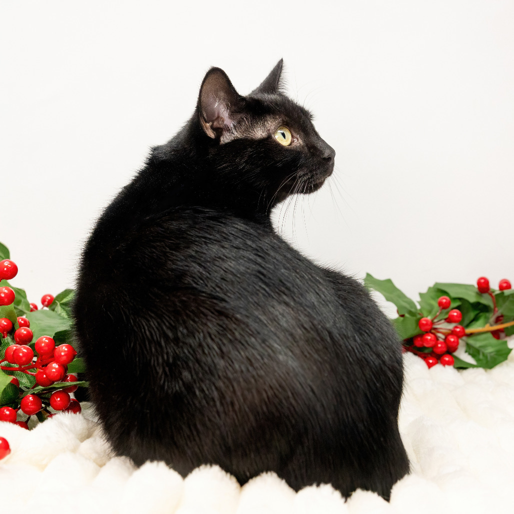 Salem — thumbnail 3