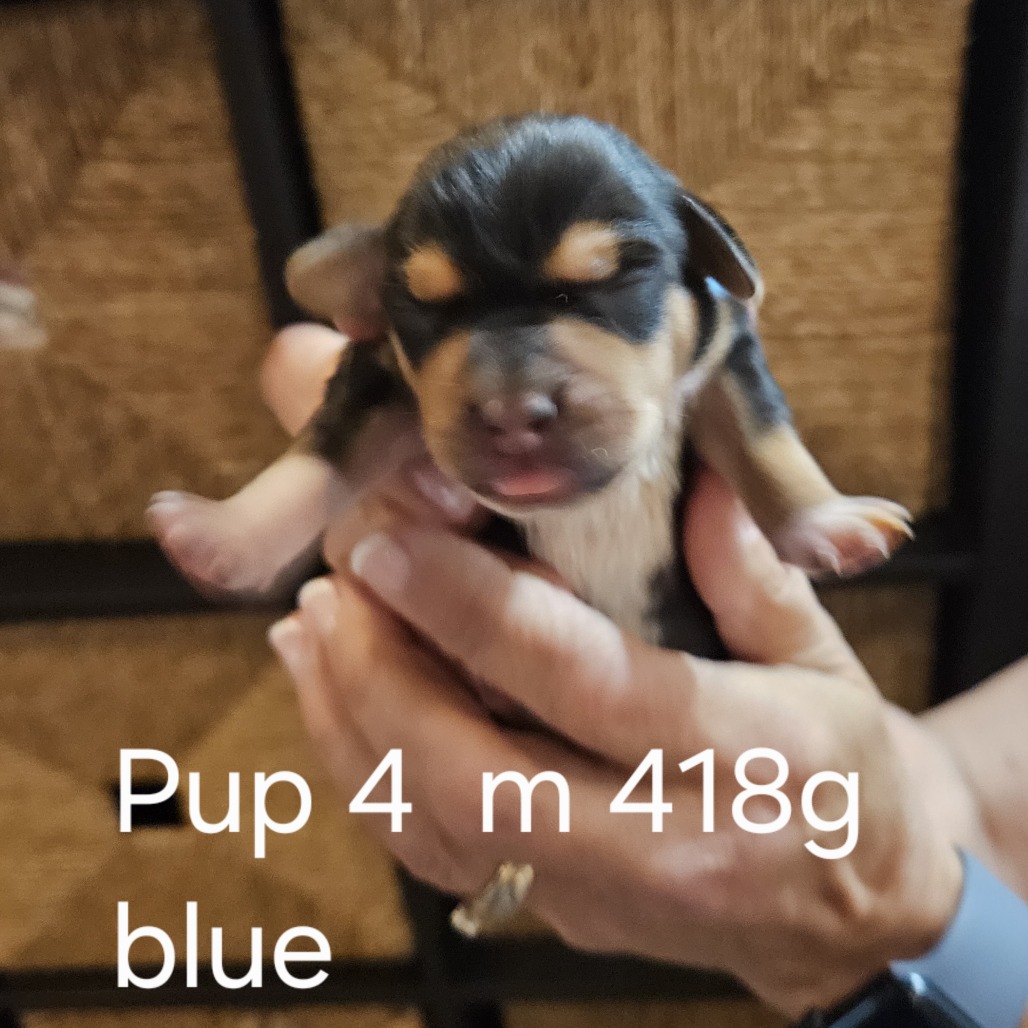 Pippi Pup Loki, photo 2