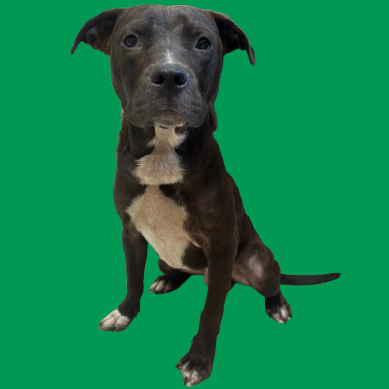 Ace