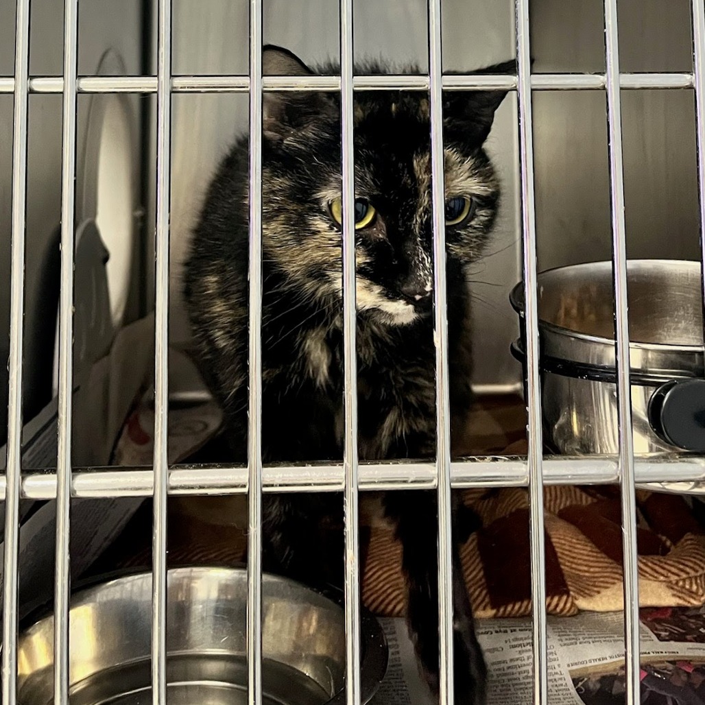 Lola — thumbnail 2