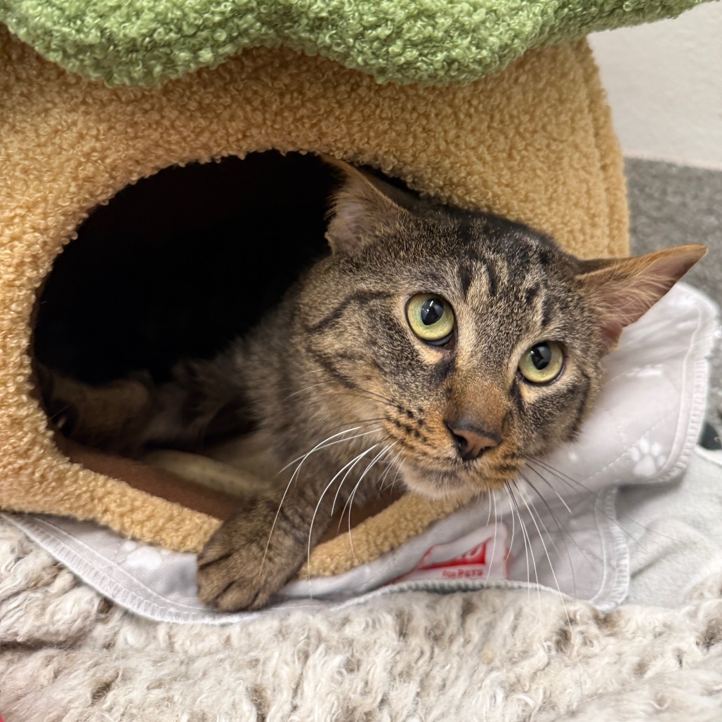 Miro — thumbnail 5