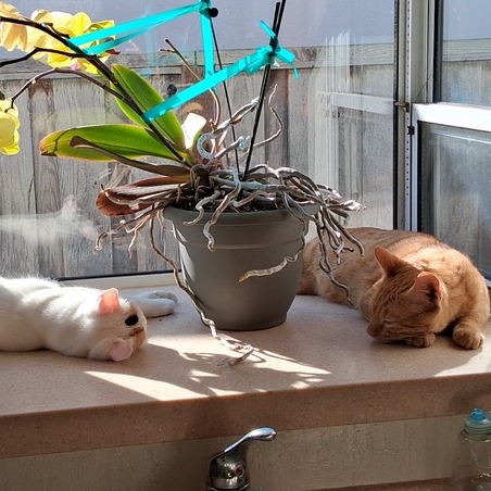 Animal namedMarshmellow