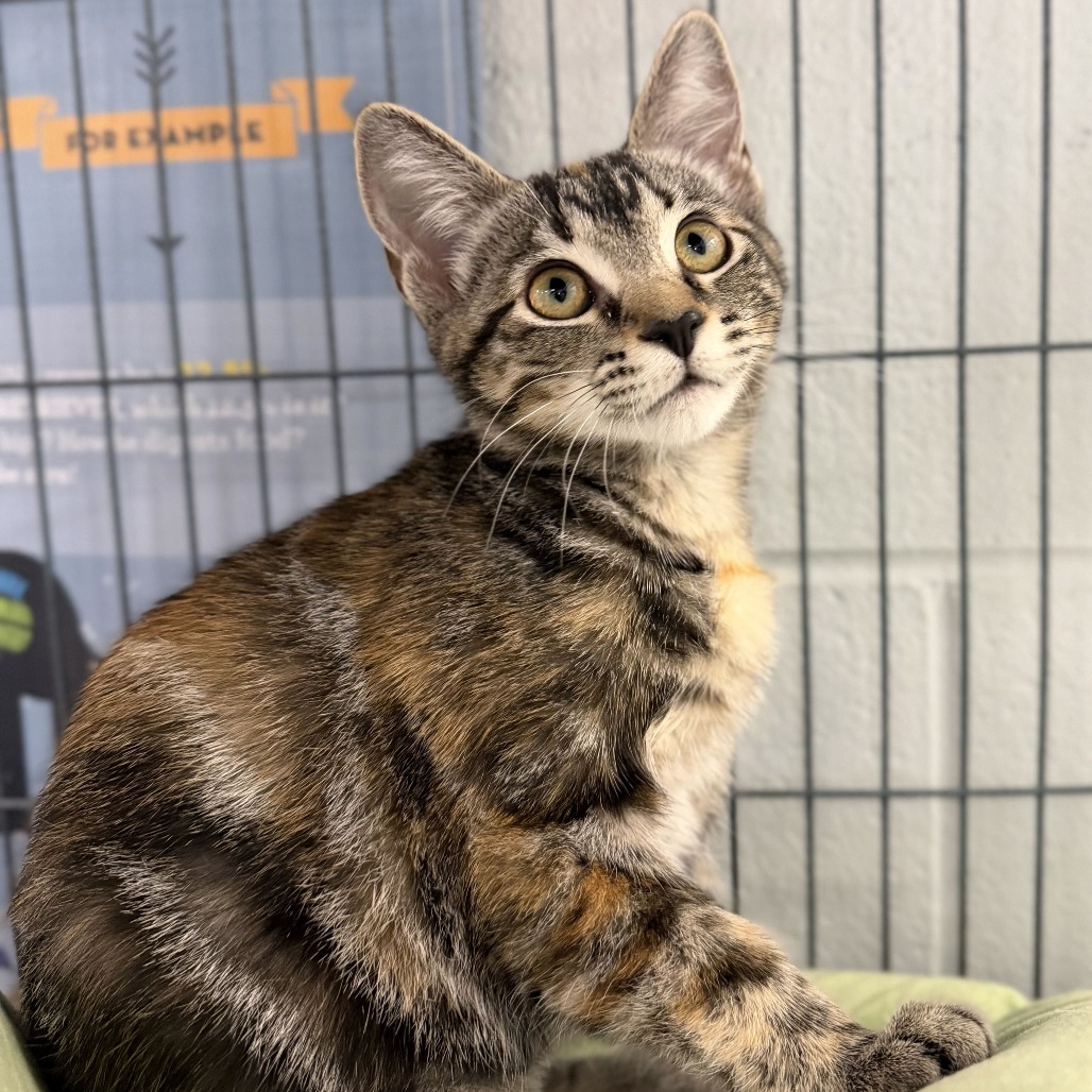 FABULOUS - Domestic Shorthair available for adoption
