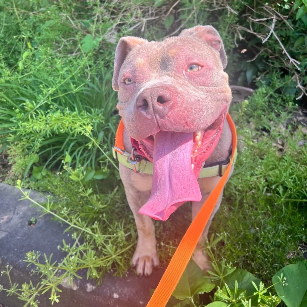Photo of Meatball 4
