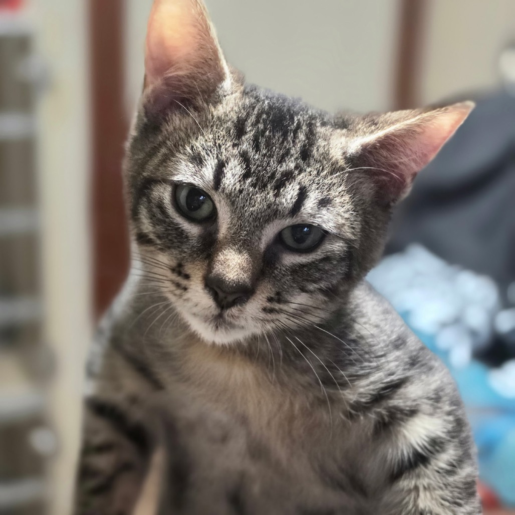 Photo of LITTLE BEE