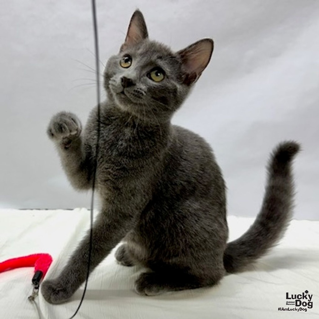JAYDEN - Domestic Shorthair available for adoption
