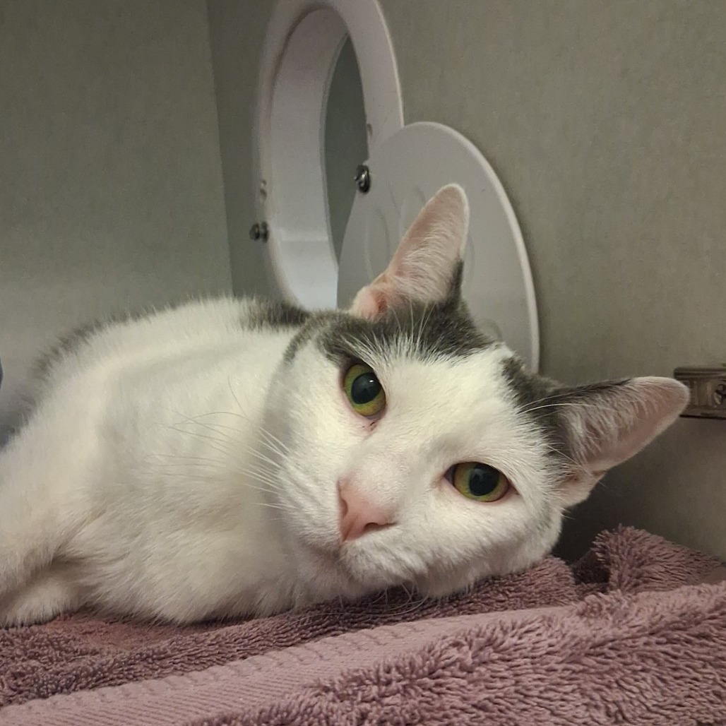 TROMBONE - Domestic Shorthair available for adoption