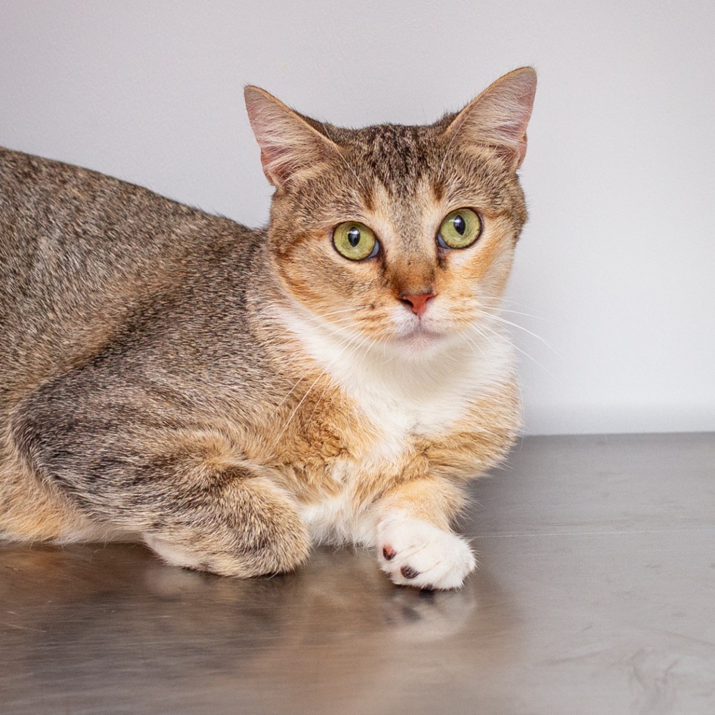 ANNABELLE - Domestic Shorthair / Mix available for adoption