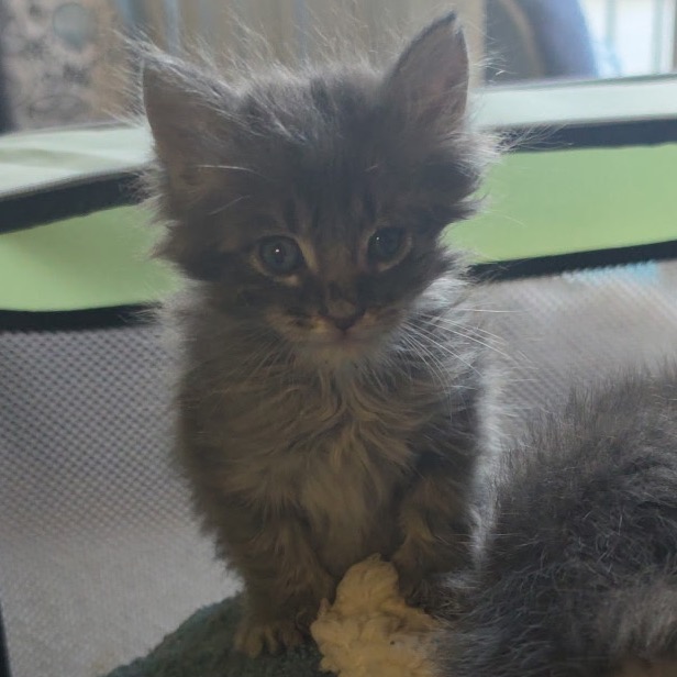 JUNIOR - Domestic Shorthair available for adoption