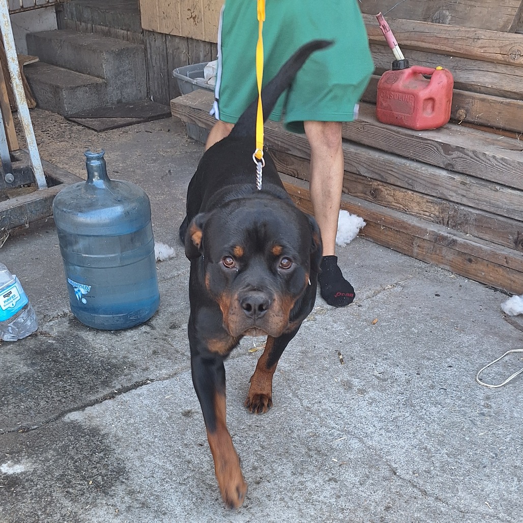 Kennel#26 (Tank)'s preview photo