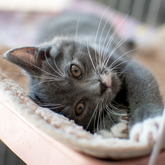 MOONPIE - Domestic Shorthair available for adoption