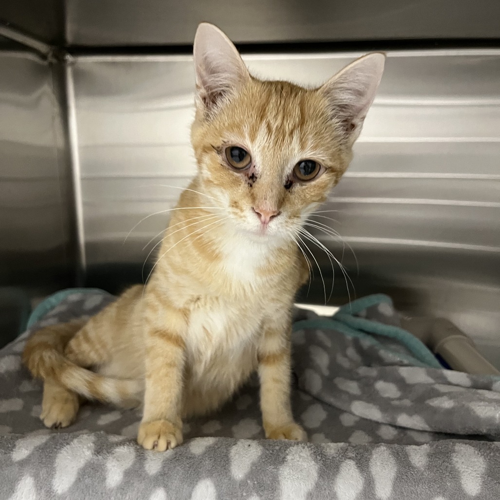 Cheez-it — thumbnail 2