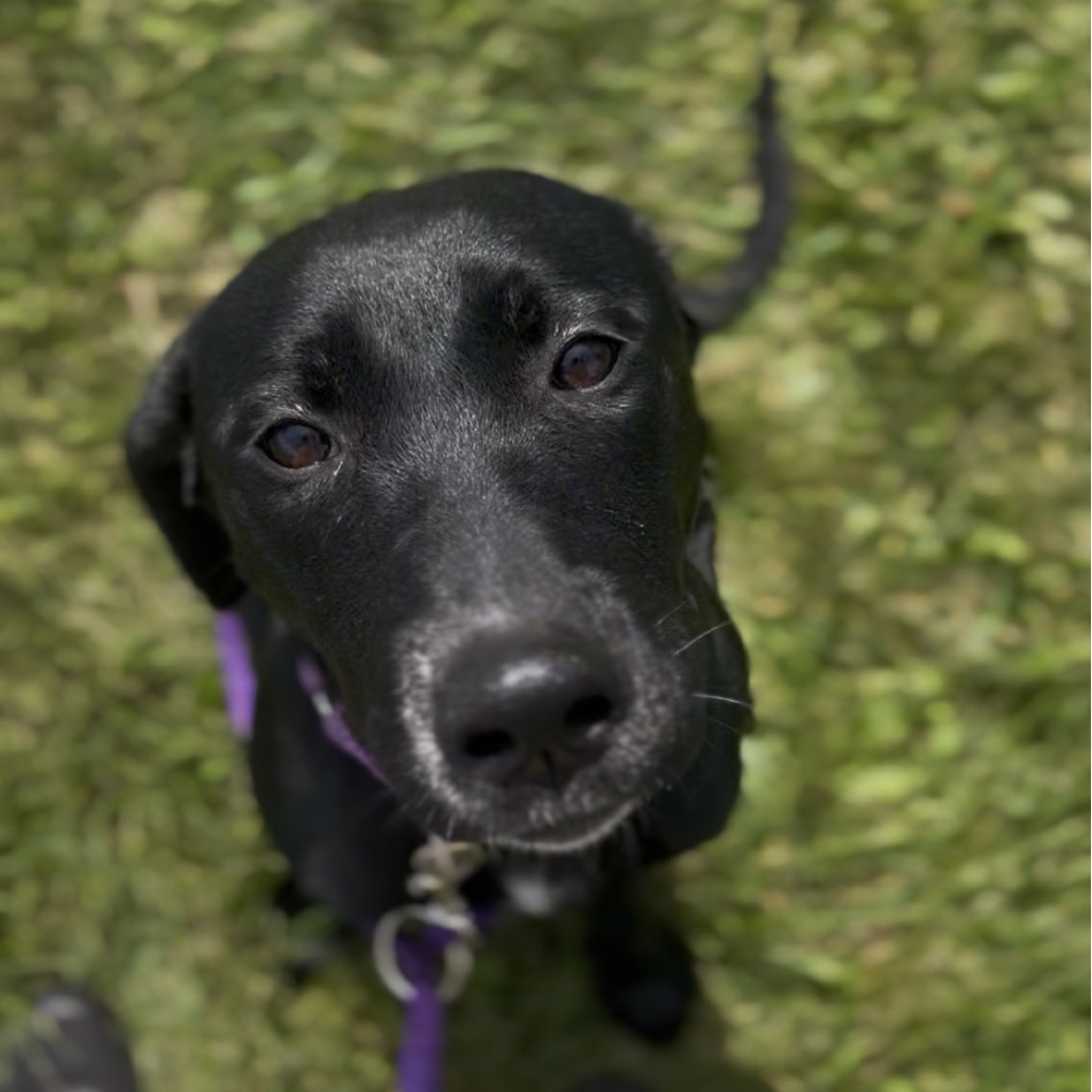 Stella