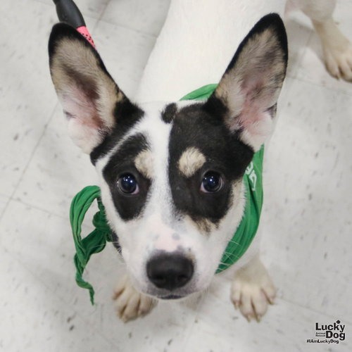 SANDCASTLE - Hound / Shepherd available for adoption