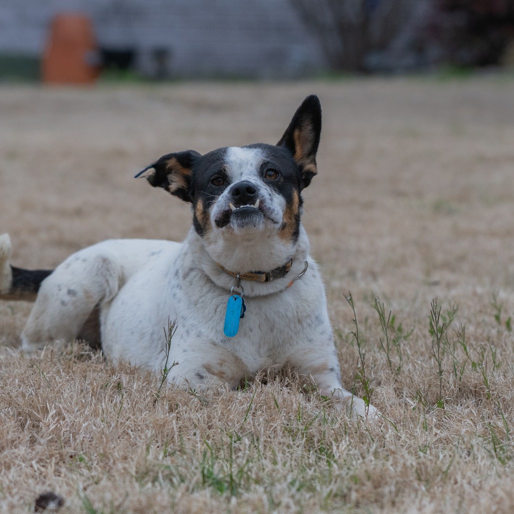 Lilo (Formerly Wish), photo 3