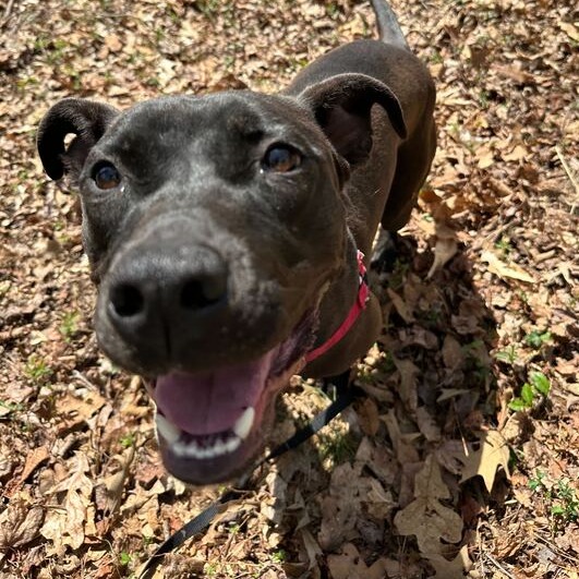 Caesar — thumbnail 5