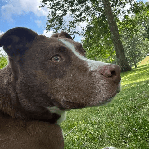 Duke, photo 18