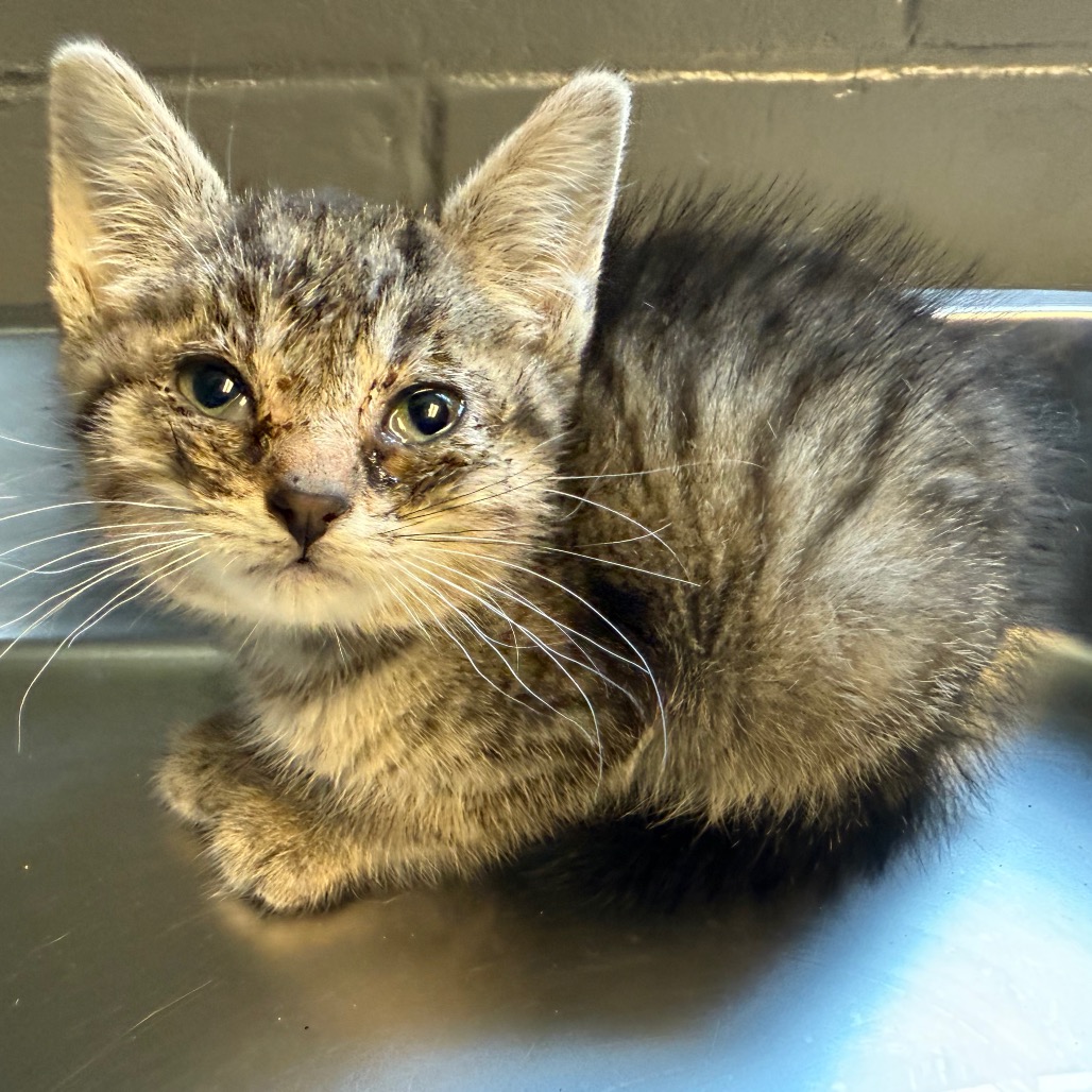 Tusc Stray 84619