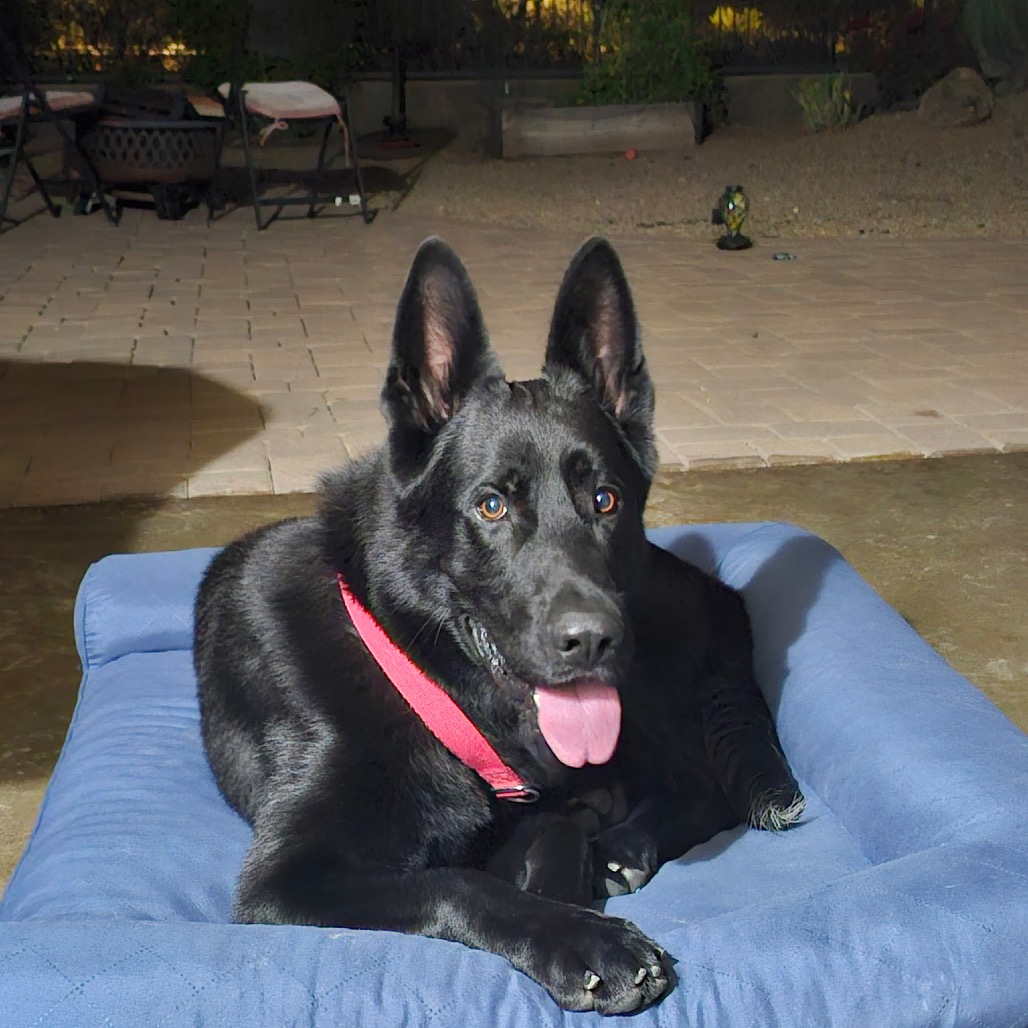 Maximus, photo 10