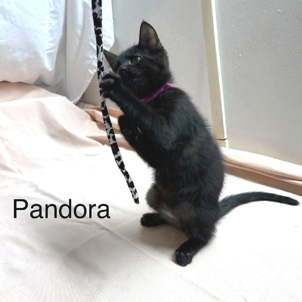 Penelope, photo 2