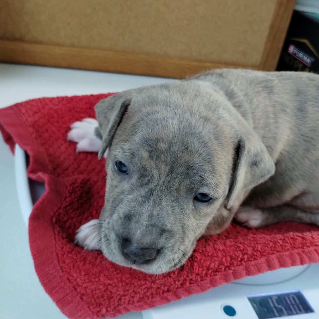 Miami Puppy - Sunshine, photo 2
