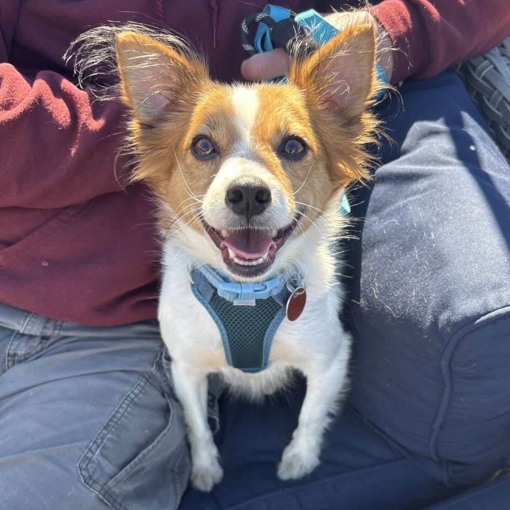Biscuit
