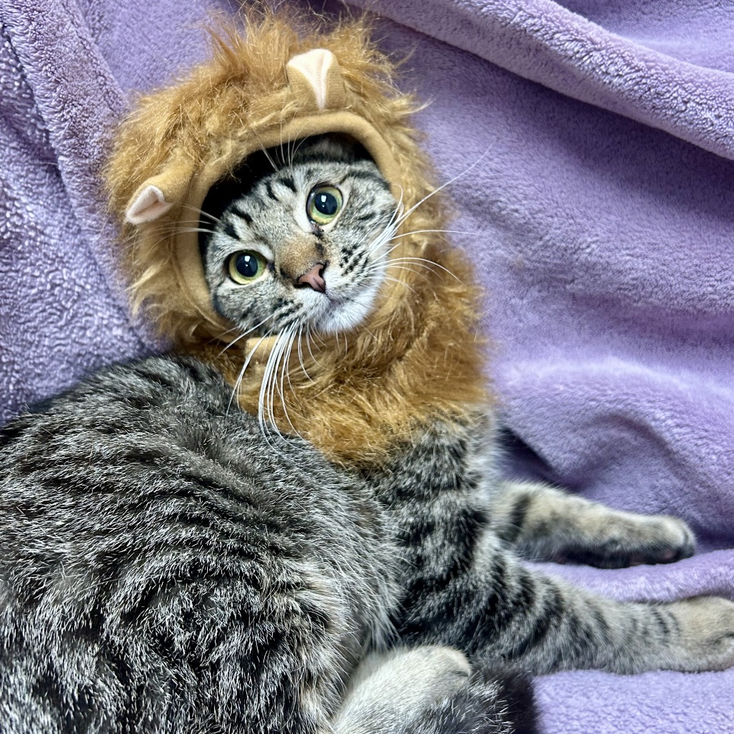 SPICE (THE COWARDLY LION😻) - Domestic Shorthair available for adoption