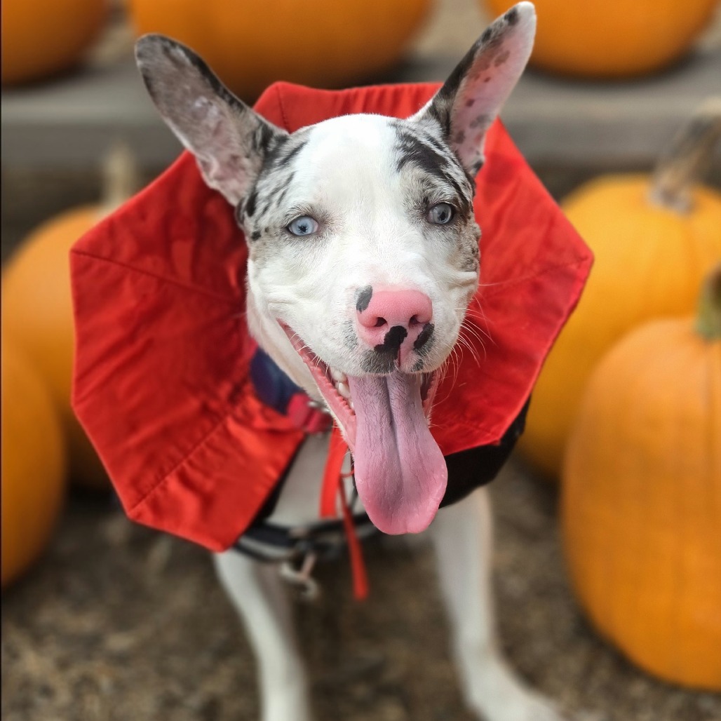 DIPPIN DOT - Mixed Breed (Medium) available for adoption