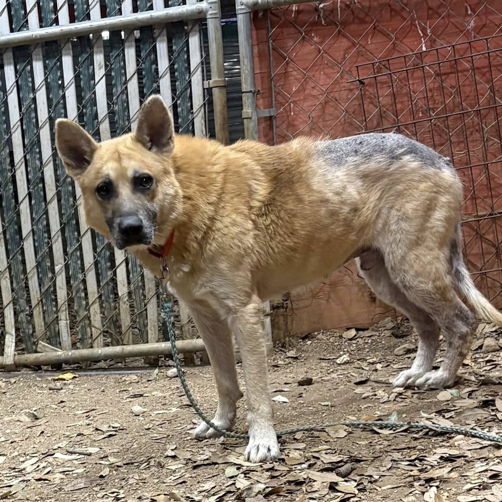 Big Chief — thumbnail 9