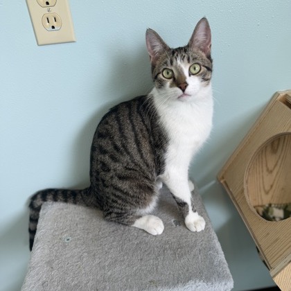 HAMISH-AT PETSMART MADISON EAST - Domestic Shorthair available for adoption