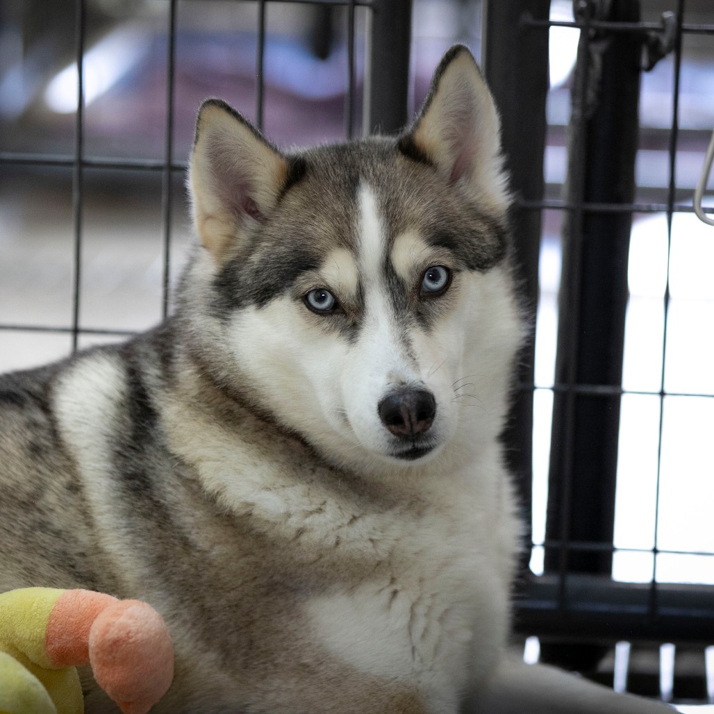 Daisy Jane (MR26-325), photo 8