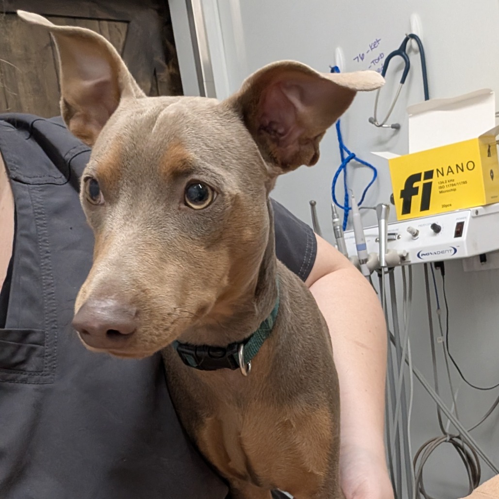 Mario — thumbnail 2