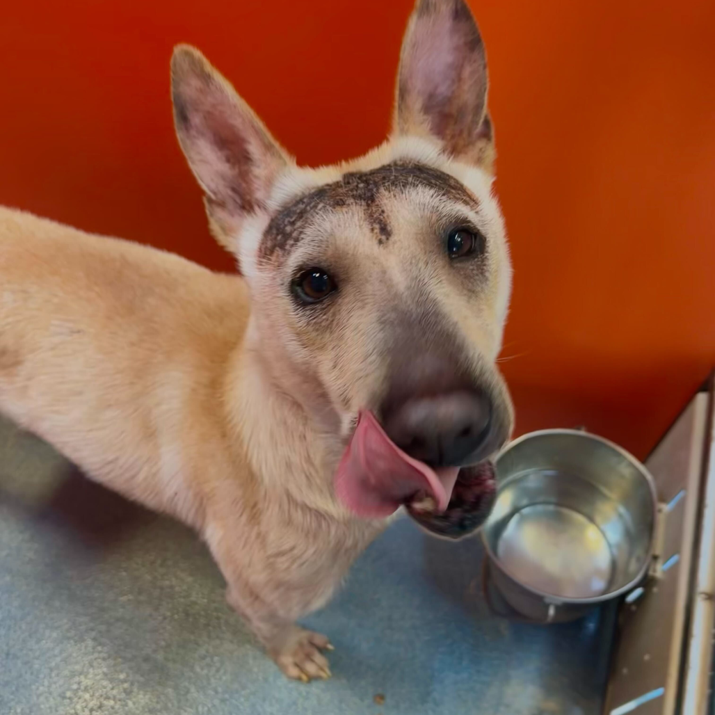 Dragon, available for adoption at PVAS
