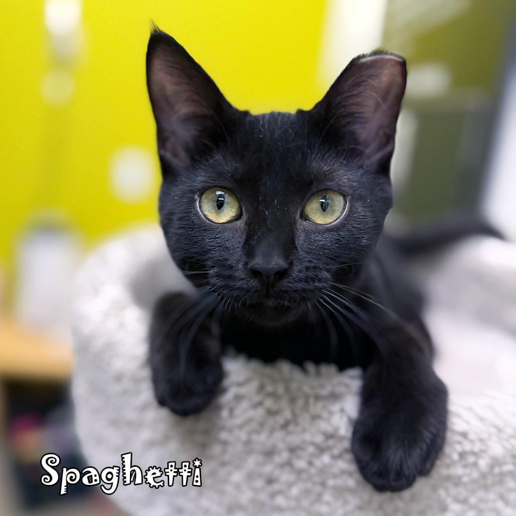 Spaghetti goes great with Meatball, an adoptable cat