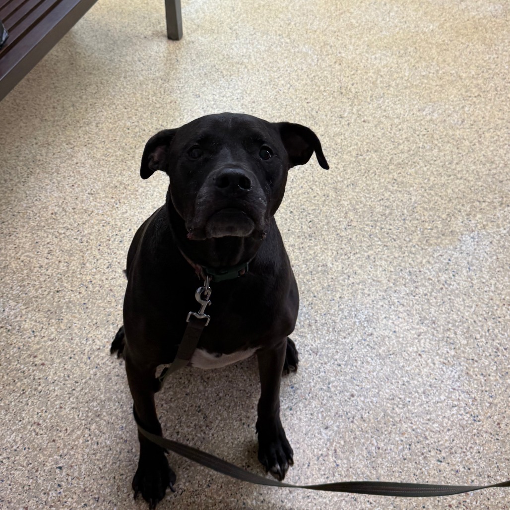 OREO - Mixed Breed (Large) / Mix available for adoption